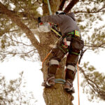 Hanging arborist cutting branch with small saw.