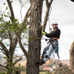 Lumberjack with a saw and harness for pruning a tree. A tree surgeon, arborist climbing a tree in order to reduce and cut his branches.