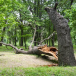 Storm damage. Fallen tree in the park after a storm