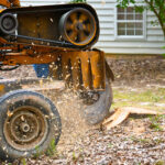 A Stump Grinding  Machine Removing a Stump from Cut Down Tree